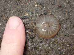 Harenactis attenuata