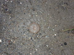 Harenactis attenuata