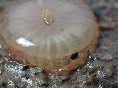 Harenactis attenuata