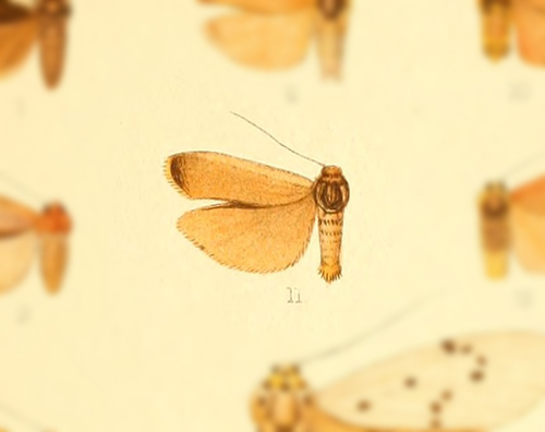 Brunia cucullata · iNaturalist