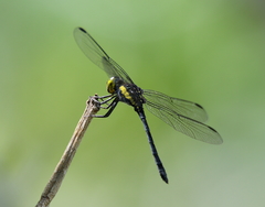Agrionoptera longitudinalis biserialis