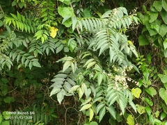Azadirachta excelsa
