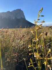 Eulophia tristis