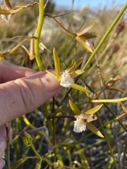 Eulophia tristis