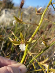Eulophia tristis