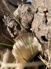 Agaricales