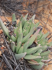 Machairophyllum