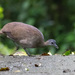Great Tinamou - Photo (c) avocat, some rights reserved (CC BY-NC), uploaded by avocat