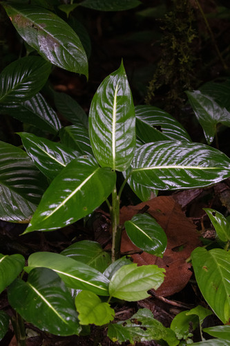 Dieffenbachia oerstedii, photograph 2