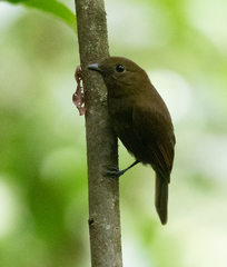 Schiffornis veraepacis