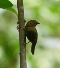 Schiffornis veraepacis