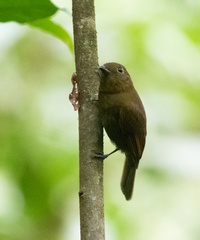 Schiffornis veraepacis