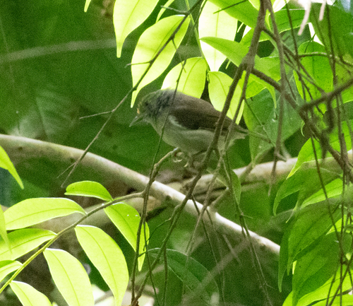 Ochre-crowned Greenlet (Tunchiornis ochraceiceps), photo 8