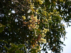 Beilschmiedia dalzellii