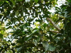 Beilschmiedia dalzellii