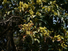 Beilschmiedia dalzellii