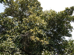 Beilschmiedia dalzellii