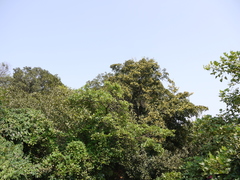 Beilschmiedia dalzellii