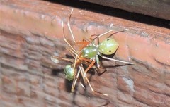 Amyciaea albomaculata