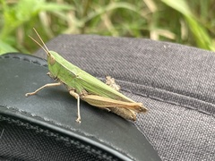 Dichromorpha prominula