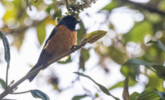 Conirostrum sitticolor