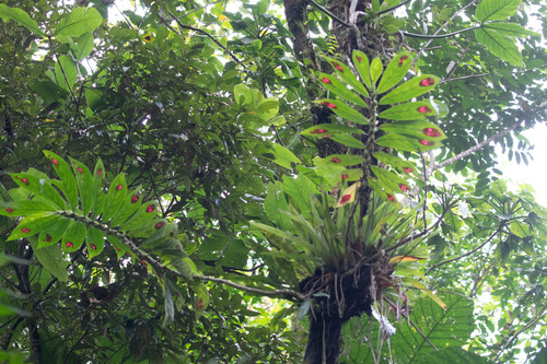 Goldfish Plant (Columnea consanguinea)