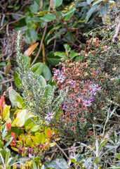 Diplostephium hartwegii