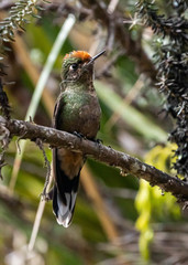 Chalcostigma herrani