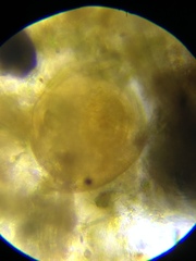 Chydorus