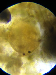 Chydorus