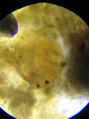 Chydorus