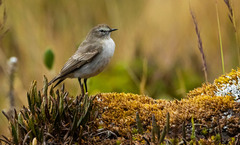 Muscisaxicola alpinus