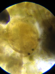 Chydorus