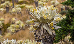 Espeletia pycnophylla