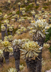 Espeletia pycnophylla