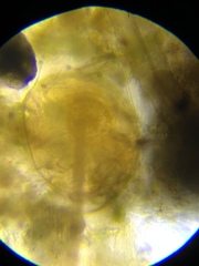 Chydorus