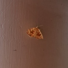 Chrysolarentia correlata