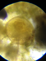 Chydorus