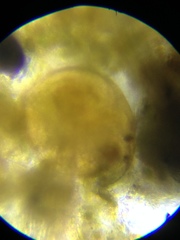 Chydorus