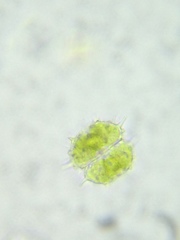 Staurastrum cornutum