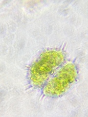 Staurastrum cornutum