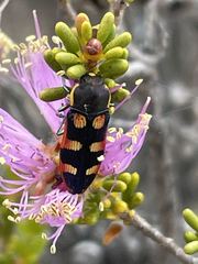 Castiarina pallidiventris