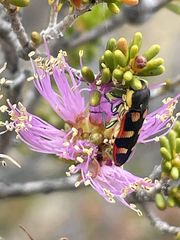 Castiarina pallidiventris