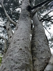 Pinus bungeana