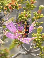 Castiarina pallidiventris