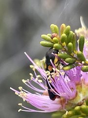Castiarina pallidiventris