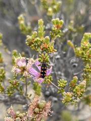 Castiarina pallidiventris
