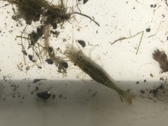 Paratya curvirostris