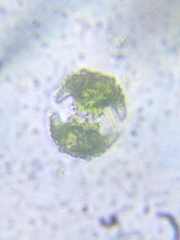 Staurastrum cerastes