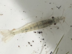 Paratya curvirostris